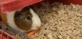 Look for the signs, your guinea pig might be ill