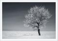 Snow | tree, hoarfrost, snow, black and white