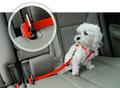 BuckleUpPup Bark Buckle UP: Pet Automotive Safety