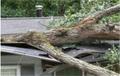 Tree crushing a roof top from storm damage!  Need EMERGENCY repairs?