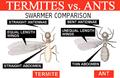Termites Vs. Ants 