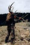 Some Great Elk Photos