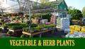 Vegetable & Herb Plants