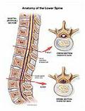 lower-spine-anatomy