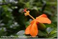 Hibiscus kokio subspecies saintjohnianus is endemic to the island of Kauai 