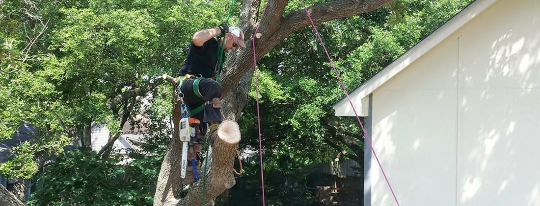 Rockford Tree Service Pros