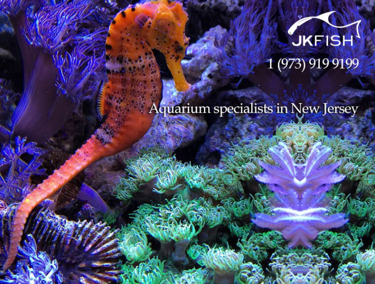 Aquarium Specialists in New Jersey