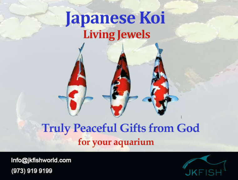 Japanese Koi Living Jewels