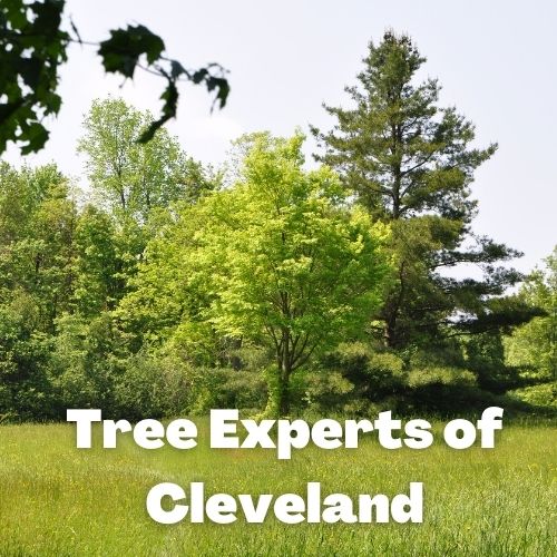 Tree Experts of Cleveland's Logo
