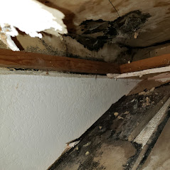 Water Damage Mold Cleanup