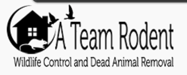 A Team Animal Removal, Trapping & Attic Cleaning Services's Logo