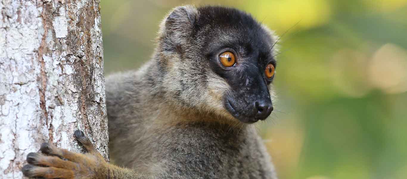 Madagascar Tours