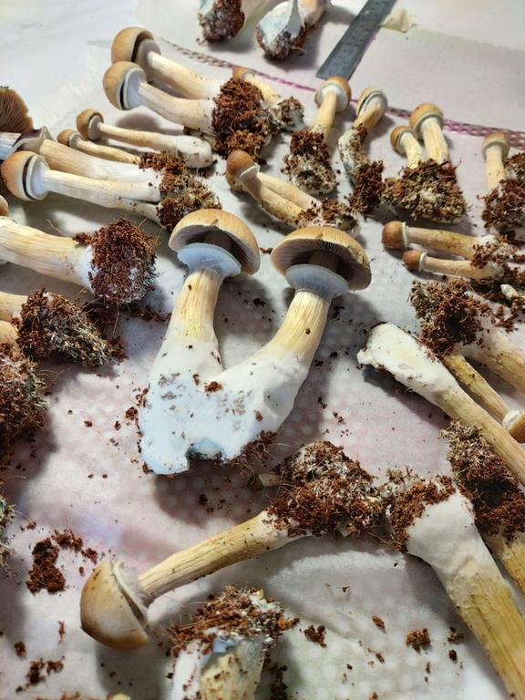 Mushrooms for healthy life.jpeg