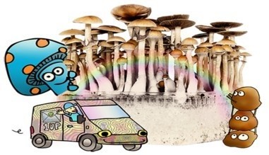 mushroom online delivery denver.jpg