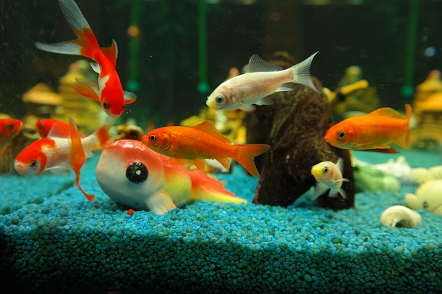 freshwater aquariums