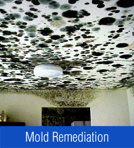 mold remediation