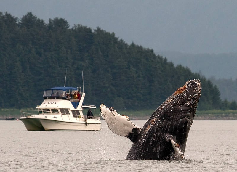 Whale Watch Alaska