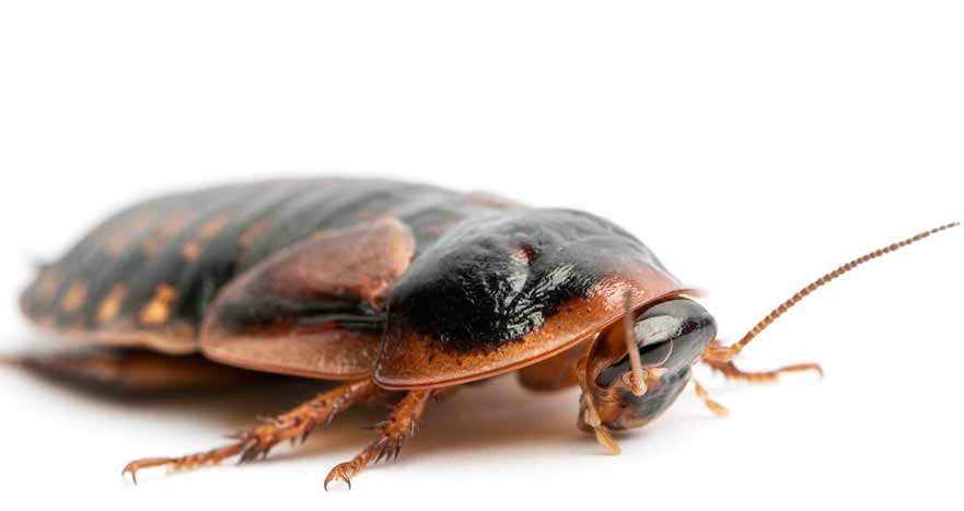 Bed-Bug-Termite-Extermination
