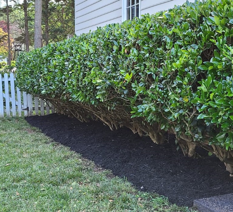 Hedge Trimming and Mulching