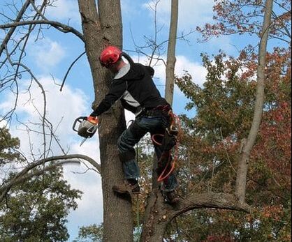 Greenwood Tree Removal