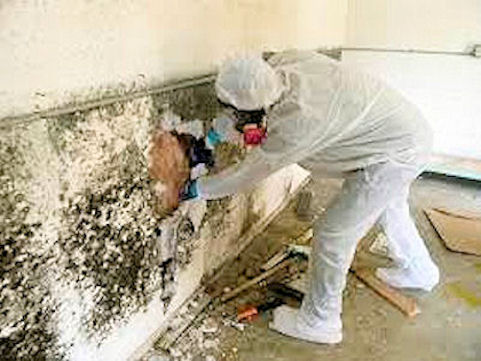 Mold Removal in St Louis
