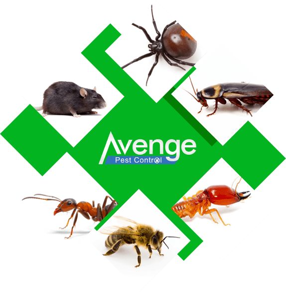 Avenge Pest Control