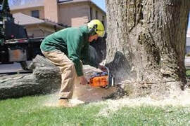 Tree Service Bentonville