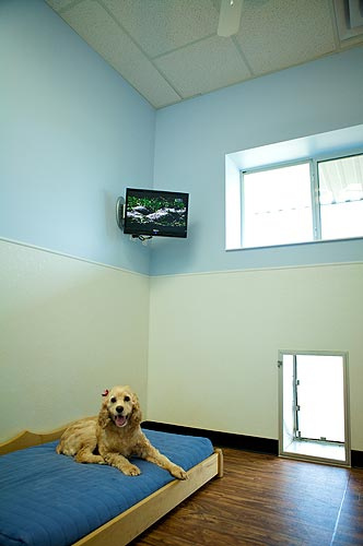 Houston Dog Boarding Suite