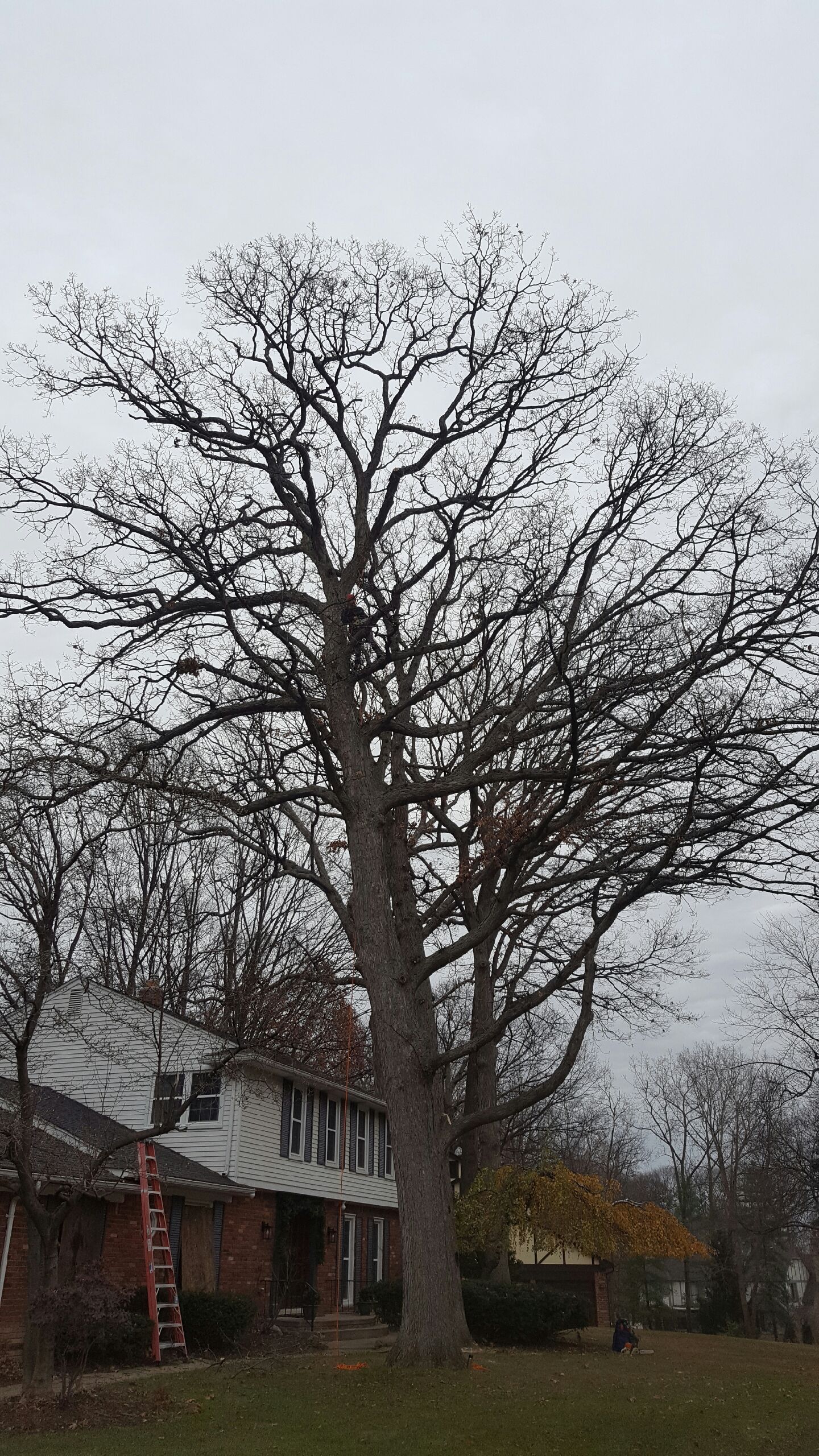 winter oak pruning