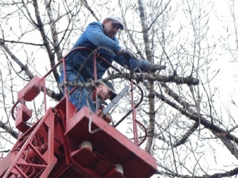 Tree Removal Service Bronx