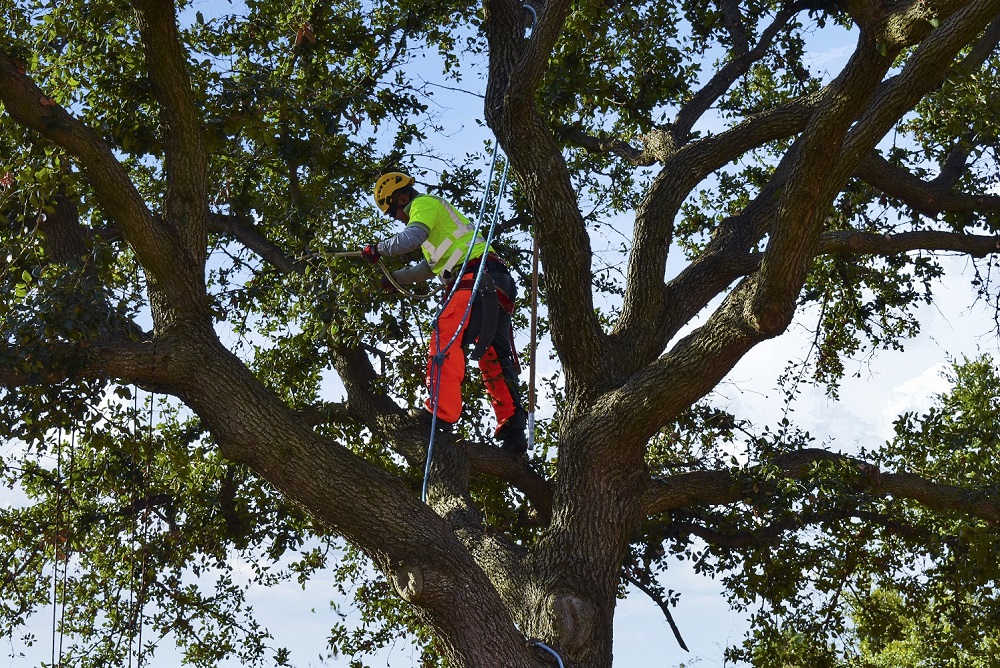 Tree pruning in Dallas, TX