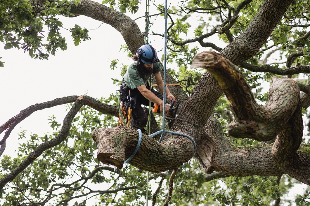 Tree removal services in Dallas, TX