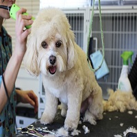 How Much Mobile Pet Grooming Costs - Sandy Mobile Pet Grooming's Logo
