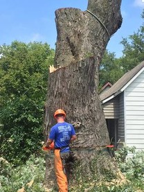 Raleigh Tree Care