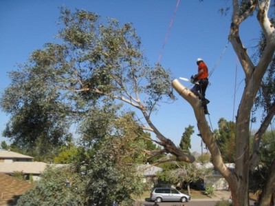 Raleigh Tree Care