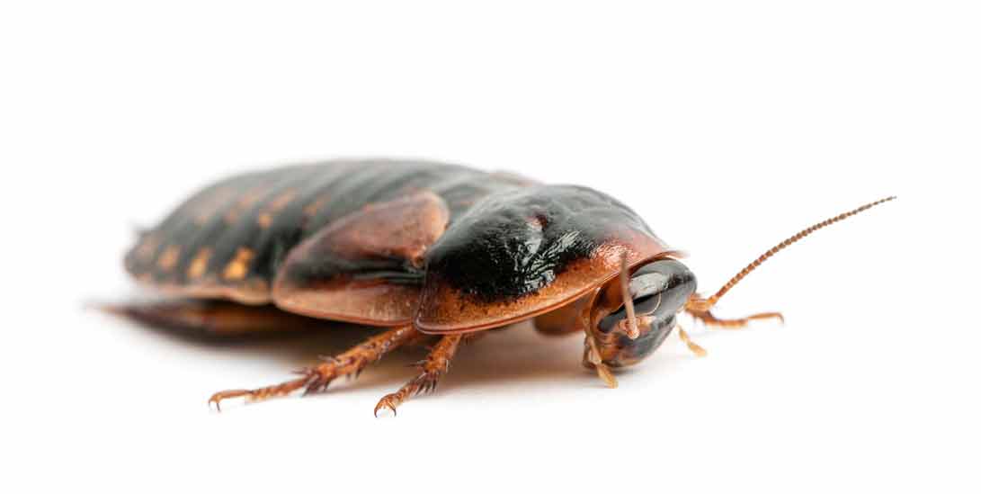 Bed Bug Termite Extermination