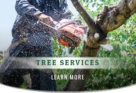 tree service in lasvagas's Logo