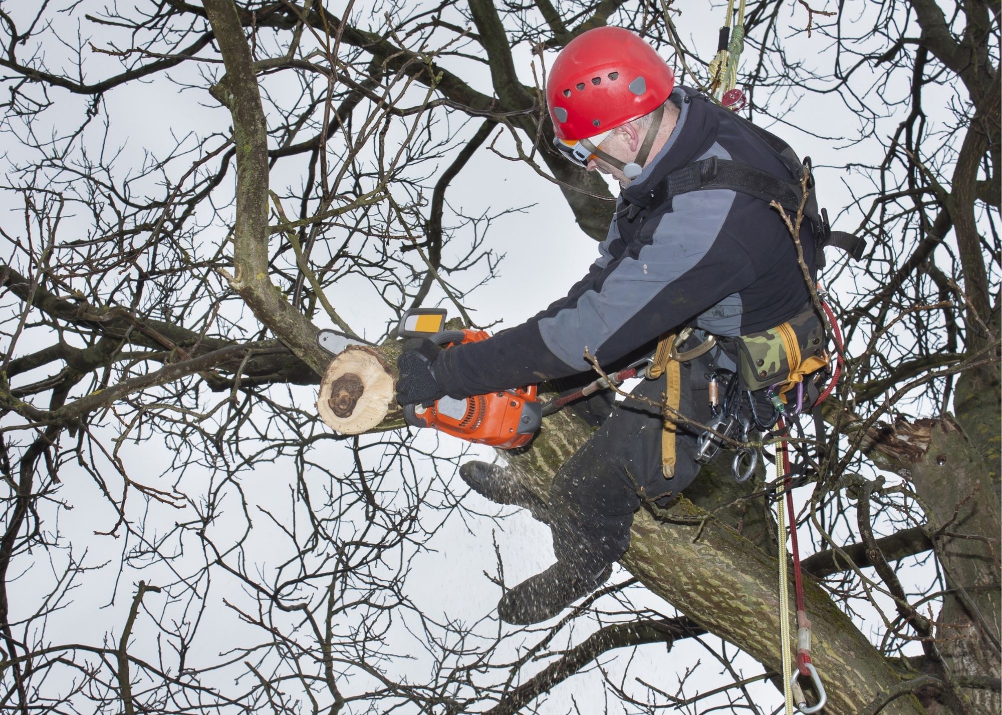 Lancaster Tree Service Pros