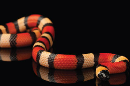 Events, Show, Reptile Breeders, Snake breeders