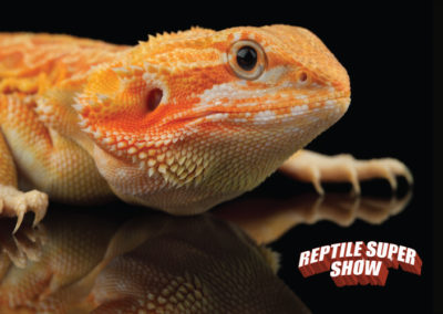 Events, Show, Reptile Breeders, Snake breeders