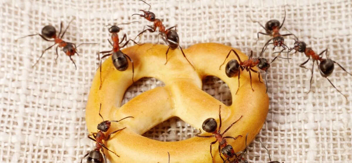 ant control in visalia