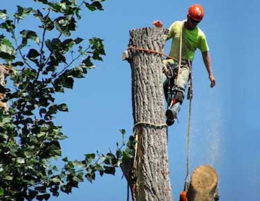 Eugene Tree Service