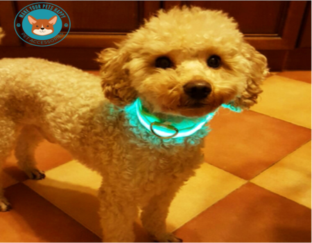 Glow in The Dark Dog Collars with LED Lighting for Sale