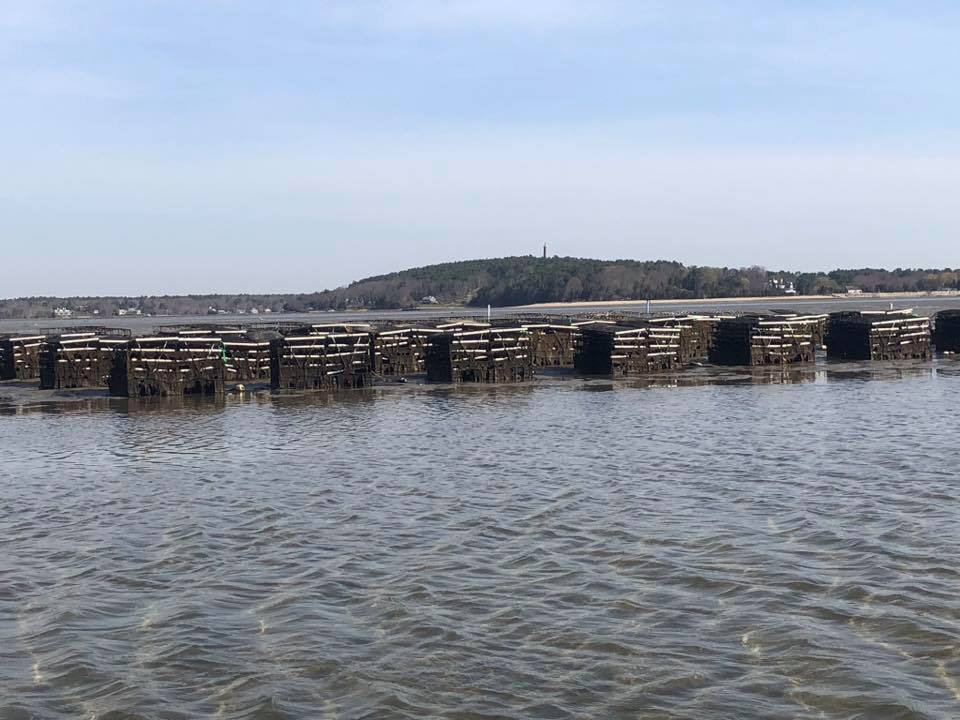 Plymouth Rock  Oyster Growers