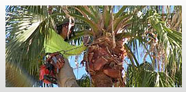 Tree care, Palm trimming