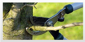 Tree trimming services, Tree pruning services, Tree care