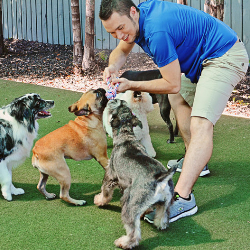 Puppy Palace - South Tampa-4