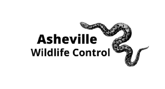 Asheville Wildlife Control's Logo