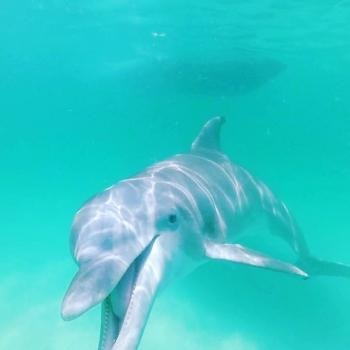 Panama City Dolphin Seafari Tours