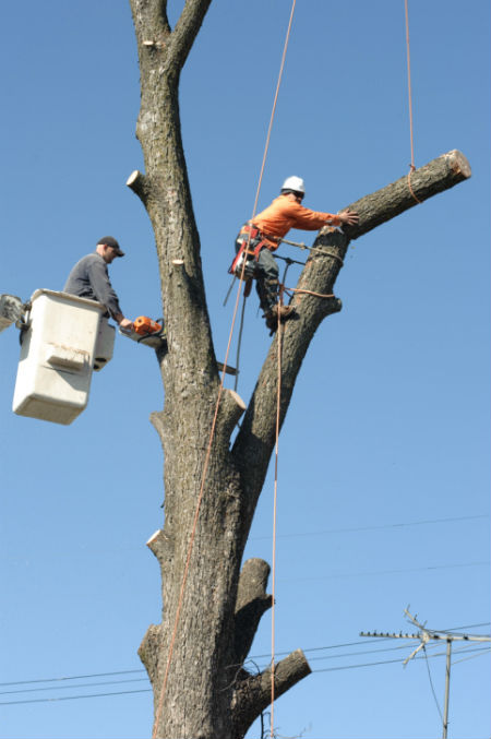A and S Tree Service